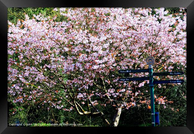 Cherry Blossom. Framed Print by john hill