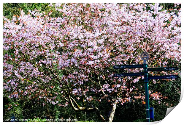 Cherry Blossom. Print by john hill