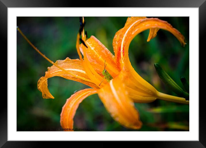 Grasshopper hides inside the orange daylily while  Framed Mounted Print by Adelaide Lin