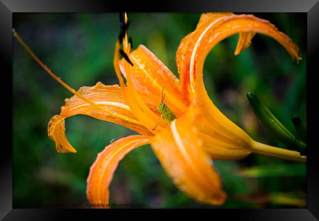 Grasshopper hides inside the orange daylily while  Framed Print by Adelaide Lin