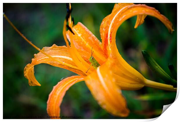 Grasshopper hides inside the orange daylily while  Print by Adelaide Lin