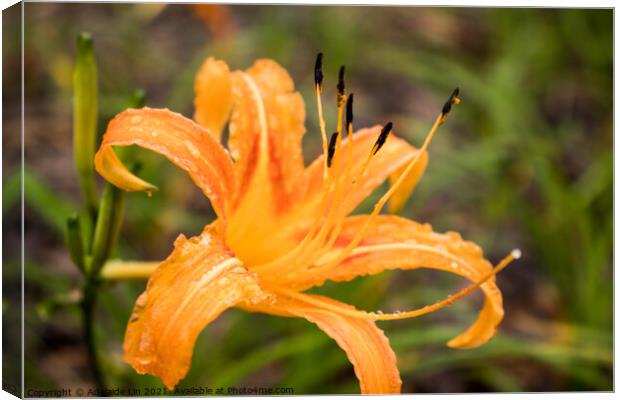 Orange daylily after rain Canvas Print by Adelaide Lin