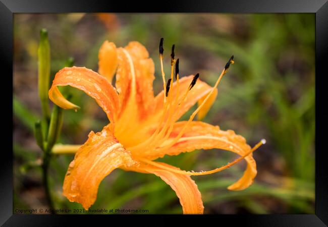 Orange daylily after rain Framed Print by Adelaide Lin