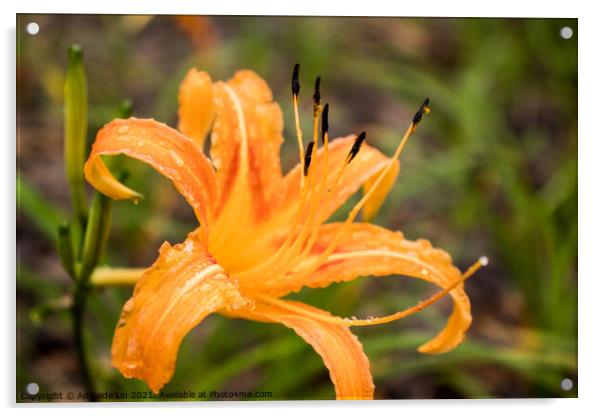 Orange daylily after rain Acrylic by Adelaide Lin