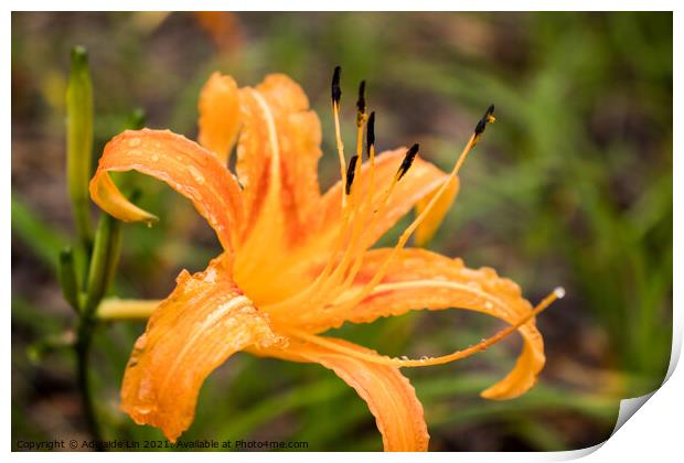 Orange daylily after rain Print by Adelaide Lin