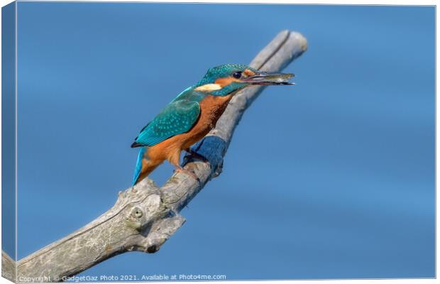 Kingfisher with a fish Canvas Print by GadgetGaz Photo