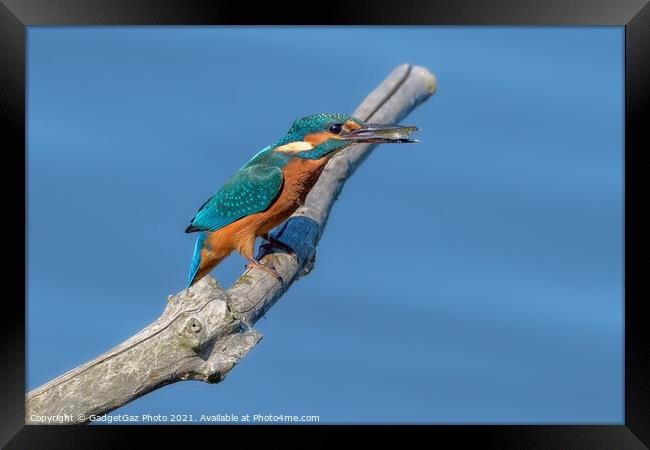 Kingfisher with a fish Framed Print by GadgetGaz Photo