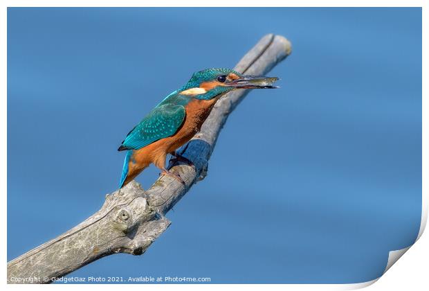 Kingfisher with a fish Print by GadgetGaz Photo