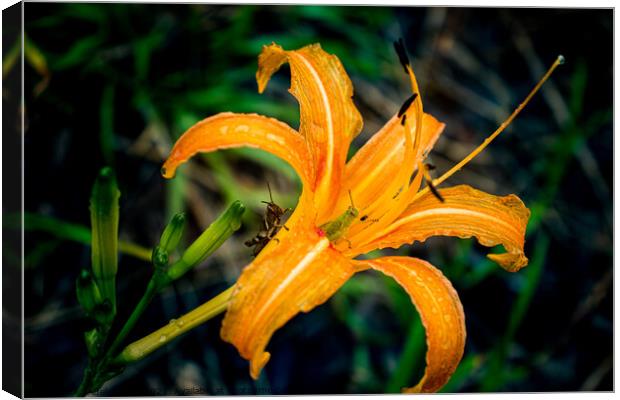 Two grasshoppers on orange daylily Canvas Print by Adelaide Lin