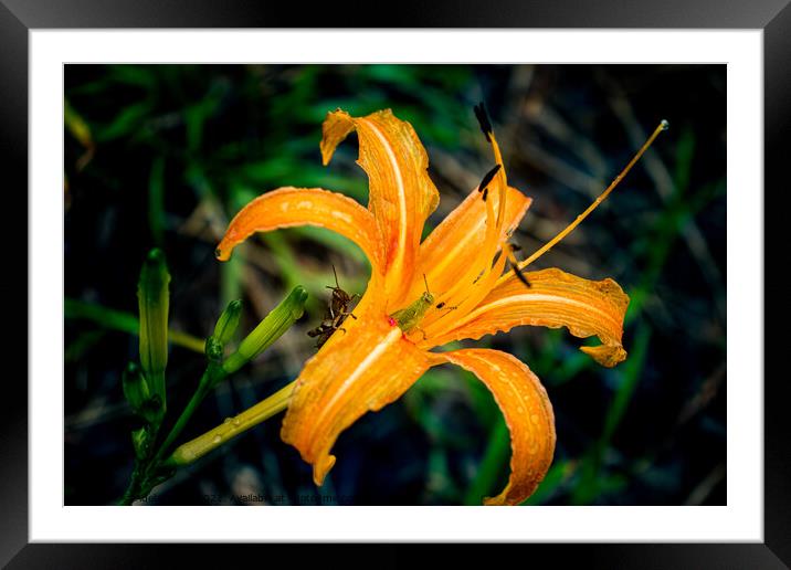 Two grasshoppers on orange daylily Framed Mounted Print by Adelaide Lin