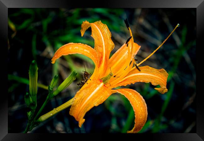 Two grasshoppers on orange daylily Framed Print by Adelaide Lin
