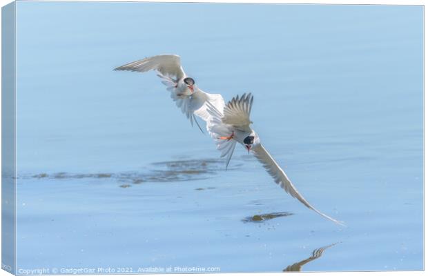 Common Terns chasing  Canvas Print by GadgetGaz Photo