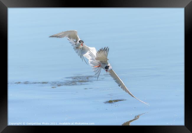 Common Terns chasing  Framed Print by GadgetGaz Photo