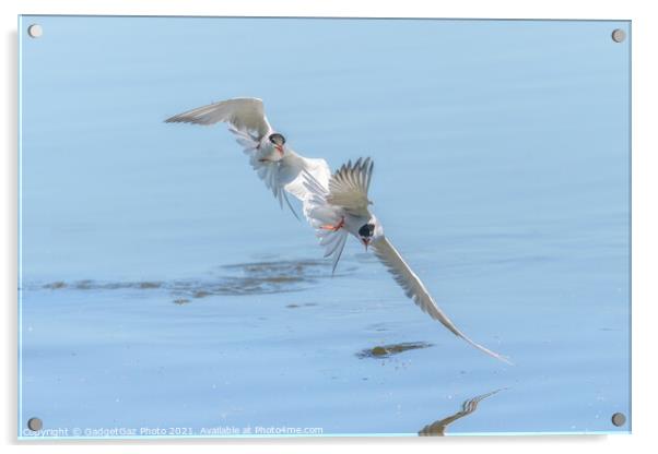 Common Terns chasing  Acrylic by GadgetGaz Photo