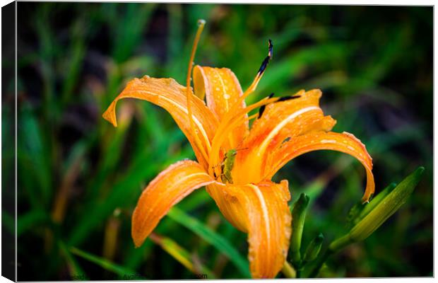 Grasshopper hides inside the orange daylily while raining Canvas Print by Adelaide Lin