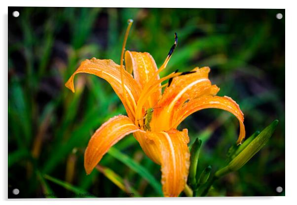 Grasshopper hides inside the orange daylily while raining Acrylic by Adelaide Lin