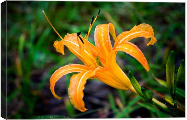 Grasshopper hides inside the orange daylily while raining Canvas Print by Adelaide Lin