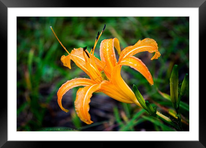 Grasshopper hides inside the orange daylily while raining Framed Mounted Print by Adelaide Lin
