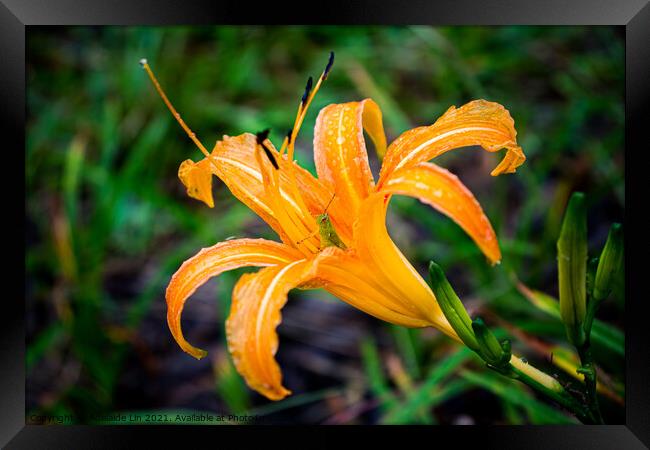 Grasshopper hides inside the orange daylily while raining Framed Print by Adelaide Lin