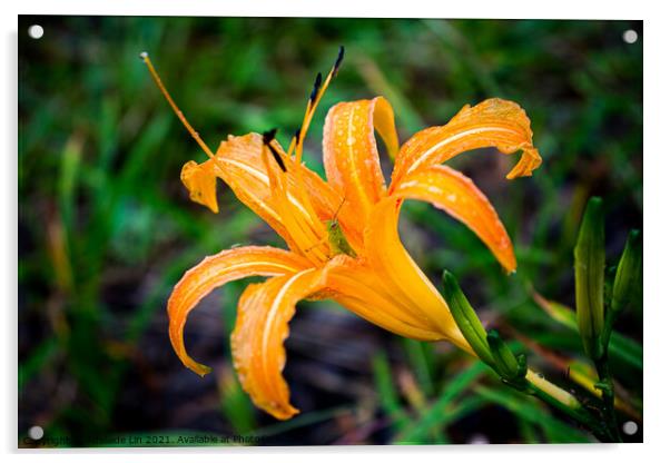 Grasshopper hides inside the orange daylily while raining Acrylic by Adelaide Lin