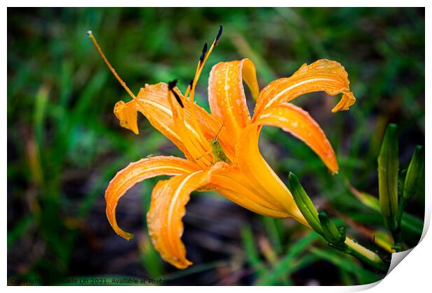 Grasshopper hides inside the orange daylily while raining Print by Adelaide Lin