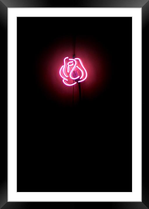 magenta neon rose (narrow version) Framed Mounted Print by Heather Newton