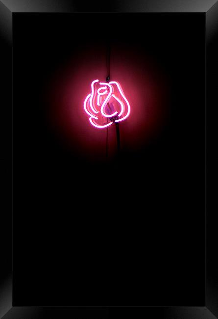 magenta neon rose (narrow version) Framed Print by Heather Newton