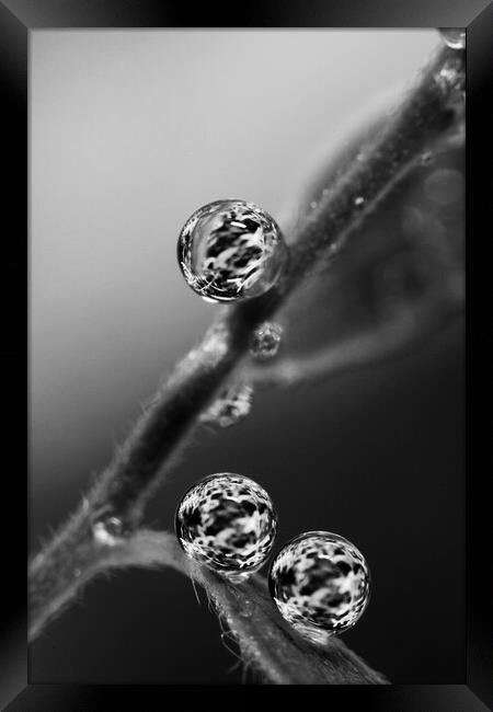 Trio Framed Print by Sharon Johnstone