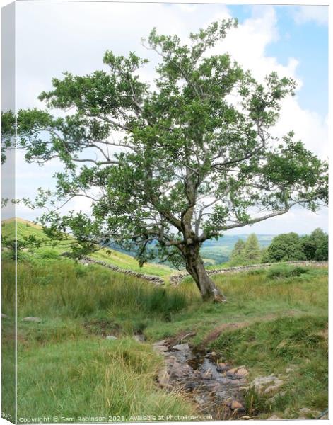 Single Tree by stream Canvas Print by Sam Robinson