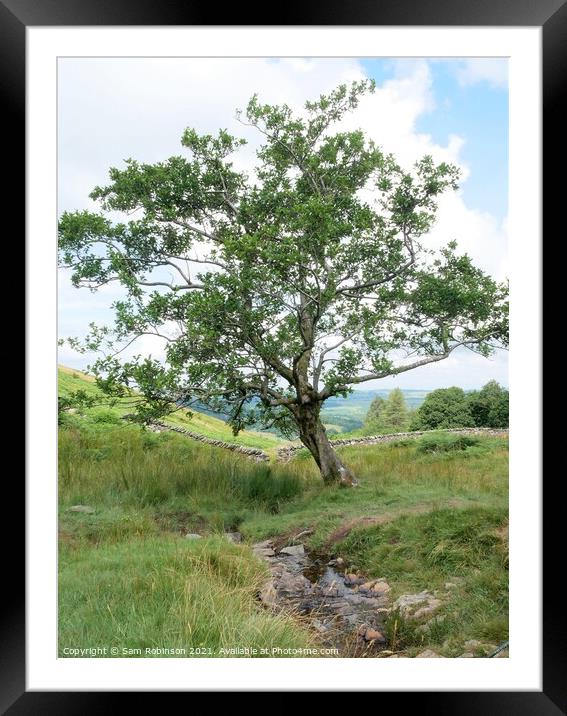 Single Tree by stream Framed Mounted Print by Sam Robinson