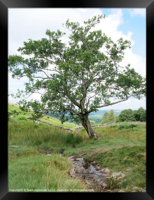 Single Tree by stream Framed Print by Sam Robinson