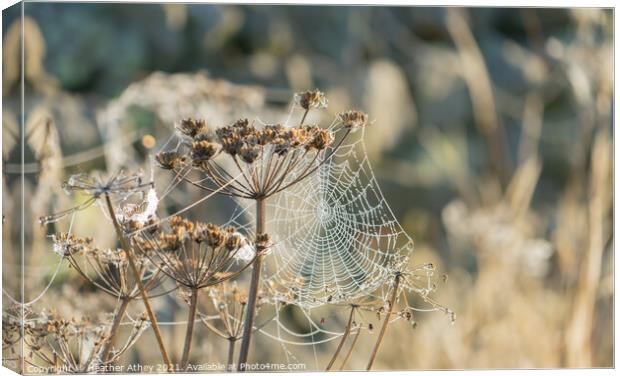 Cow Parsley cobwebs Canvas Print by Heather Athey