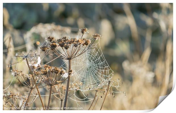 Cow Parsley cobwebs Print by Heather Athey