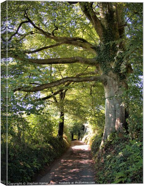 Country lane Canopy Canvas Print by Stephen Hamer
