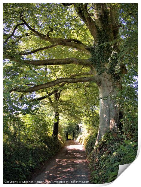 Country lane Canopy Print by Stephen Hamer