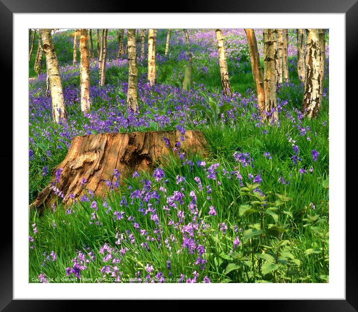 Bluebell Wood, Emmetts Garden, Ide Hill, Sevenoaks, Kent, UK Framed Mounted Print by Geraint Tellem ARPS