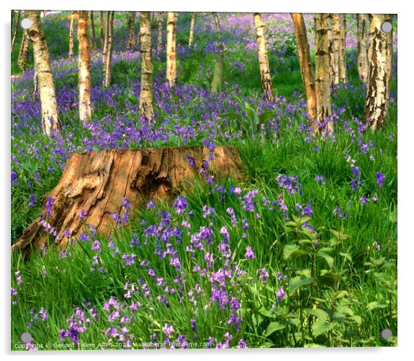 Bluebell Wood, Emmetts Garden, Ide Hill, Sevenoaks, Kent, UK Acrylic by Geraint Tellem ARPS