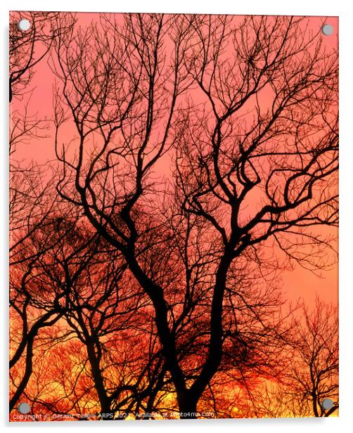 Tree at sunset, Kent, UK Acrylic by Geraint Tellem ARPS