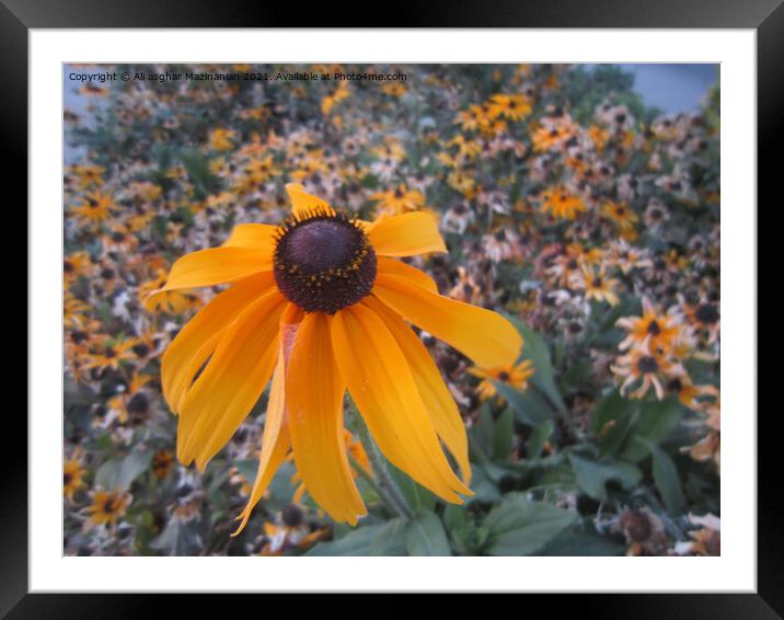 A colorful flower on a plant Framed Mounted Print by Ali asghar Mazinanian