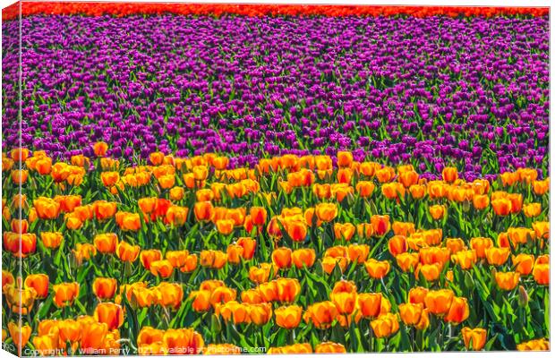 Red Orange Purple  Tulips Fields Farm Skagit County, Washington Canvas Print by William Perry