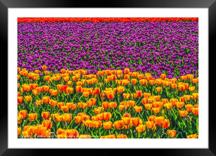 Red Orange Purple  Tulips Fields Farm Skagit County, Washington Framed Mounted Print by William Perry
