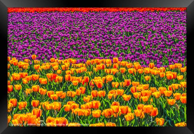 Red Orange Purple  Tulips Fields Farm Skagit County, Washington Framed Print by William Perry