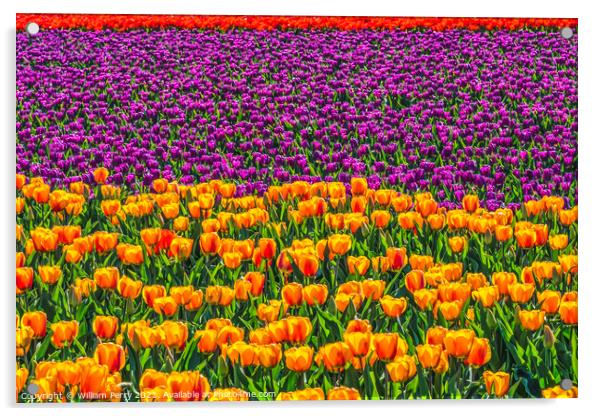 Red Orange Purple  Tulips Fields Farm Skagit County, Washington Acrylic by William Perry
