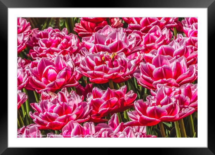 Pink White Waterlily Double Tulips Farm Skagit County, Washingto Framed Mounted Print by William Perry