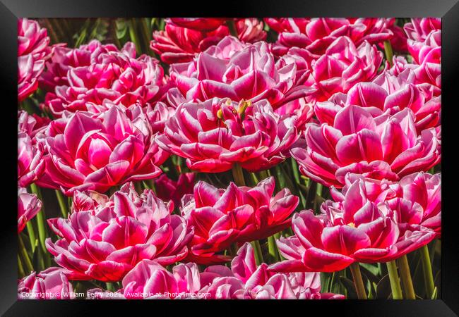 Pink White Waterlily Double Tulips Farm Skagit County, Washingto Framed Print by William Perry