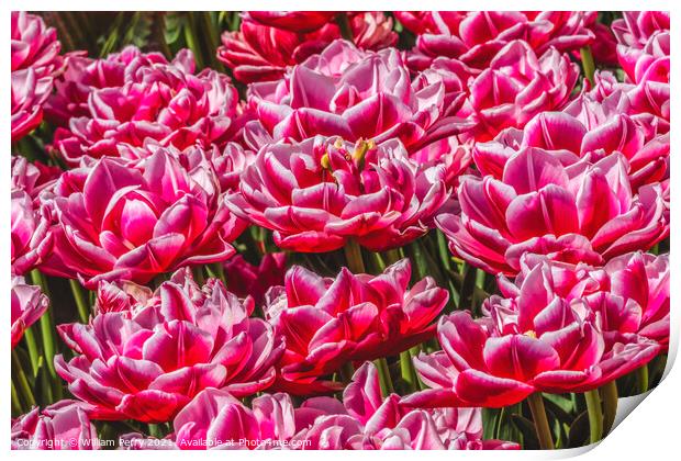 Pink White Waterlily Double Tulips Farm Skagit County, Washingto Print by William Perry