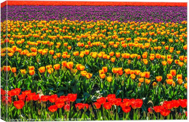 Red Orange Purple Tulips Fields Farm Skagit County, Washington Canvas Print by William Perry