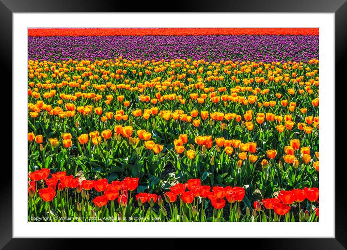 Red Orange Purple Tulips Fields Farm Skagit County, Washington Framed Mounted Print by William Perry