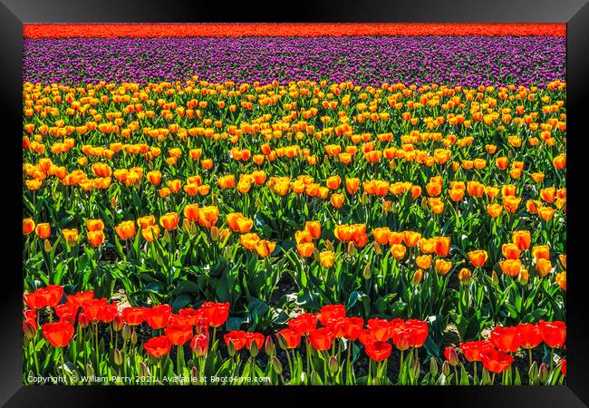 Red Orange Purple Tulips Fields Farm Skagit County, Washington Framed Print by William Perry