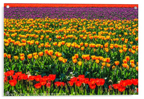Red Orange Purple Tulips Fields Farm Skagit County, Washington Acrylic by William Perry